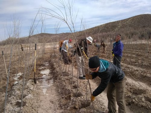 planting willows at Sevilleta