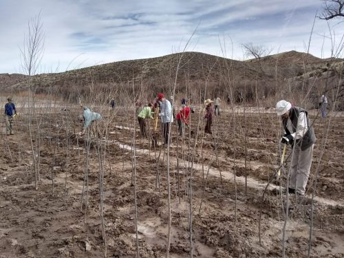 willow planting