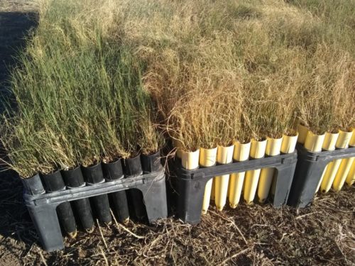 saltgrass from nursery